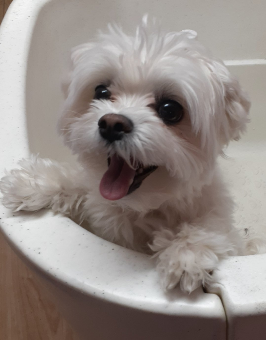 Maisy