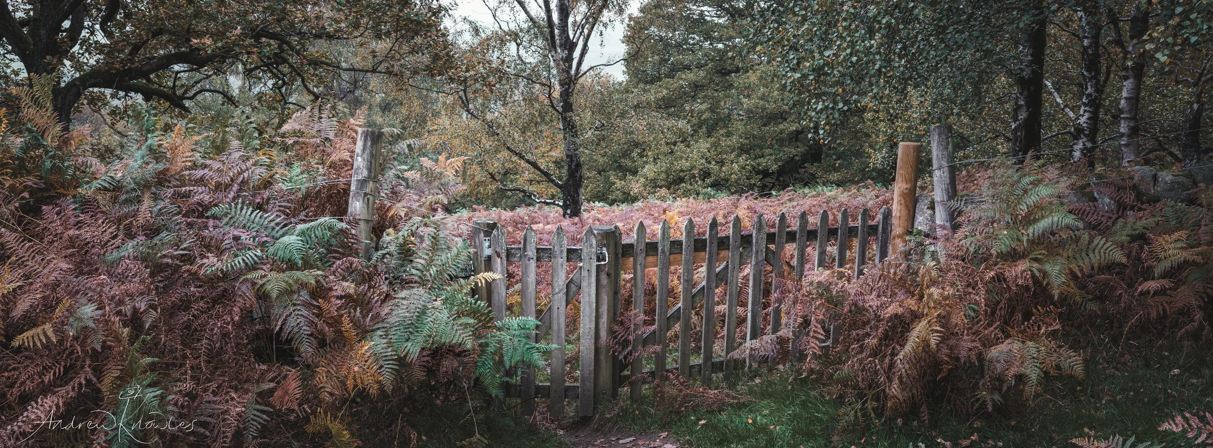 The gate. One of my favourite spots in the Autumn, the colours are everchanging through the season.  