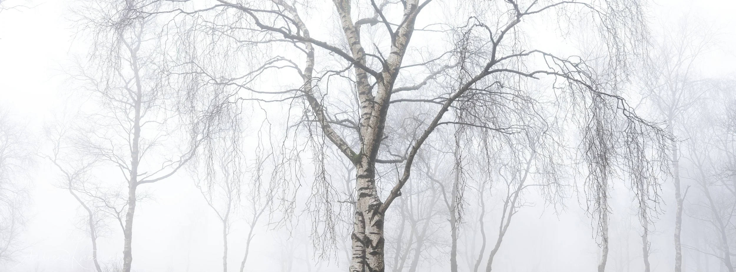 baslowwhitebirchwideignature-2jpeg.jpg