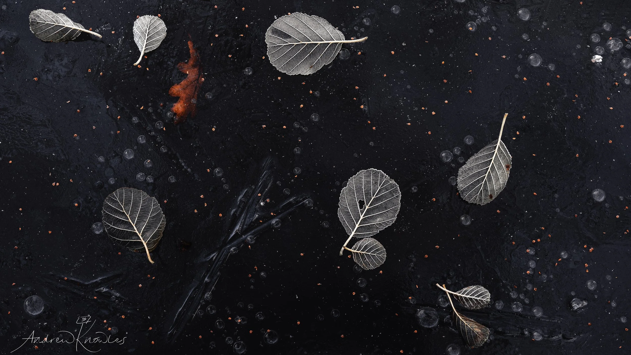 Leaves on and in the ice. 