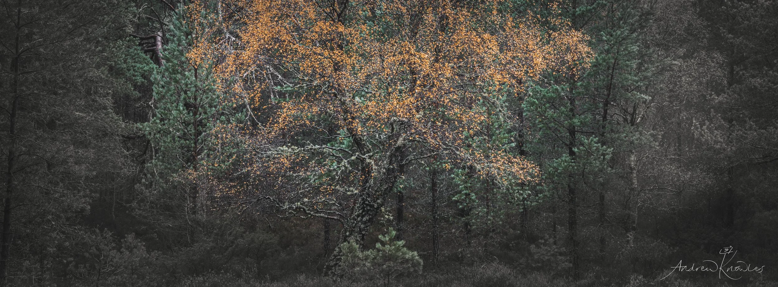 Cairngorm forest wraith.