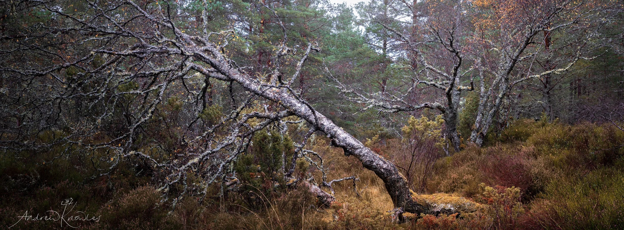 Cairngorms temperate rainforest