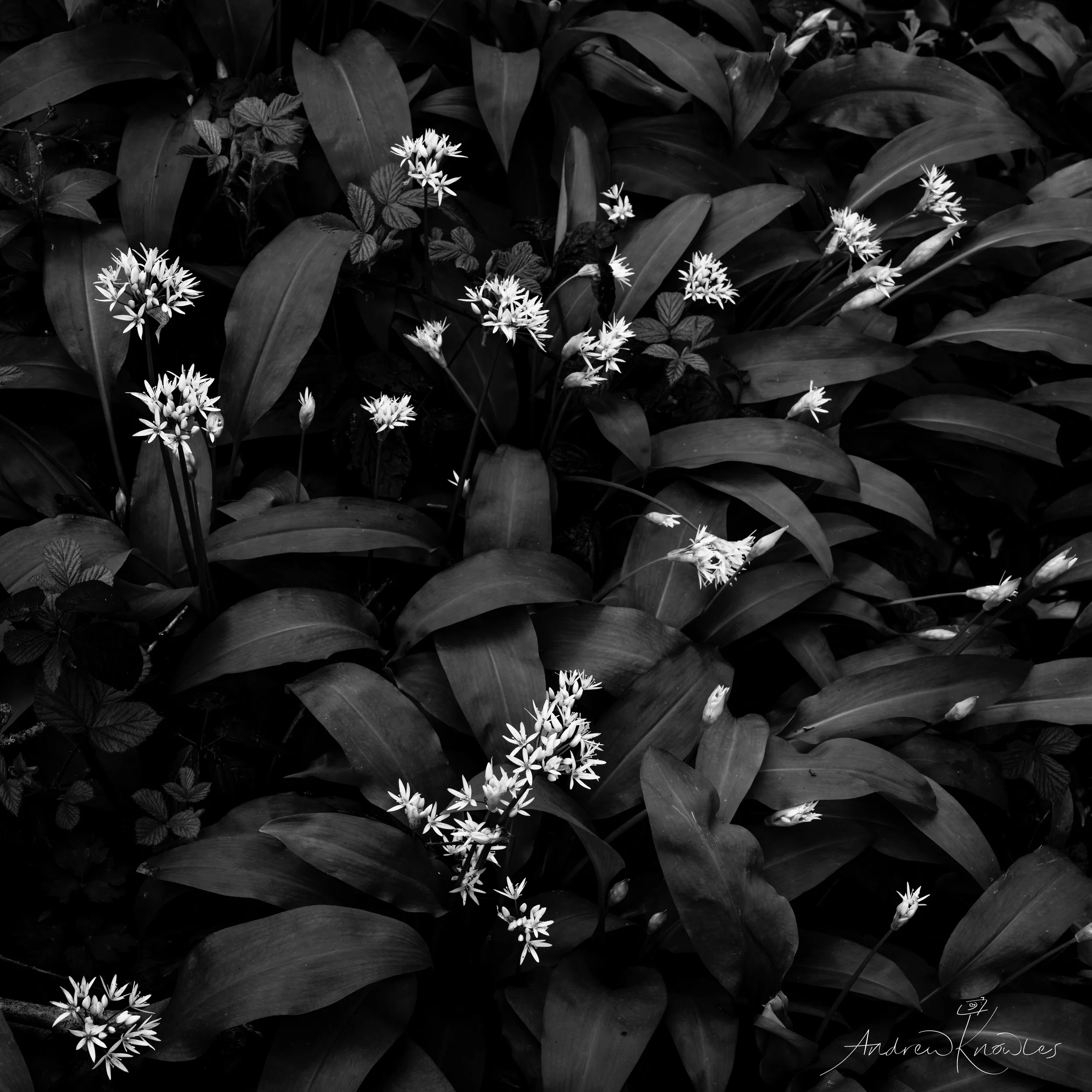 Wild Garlic, Eckington Woods