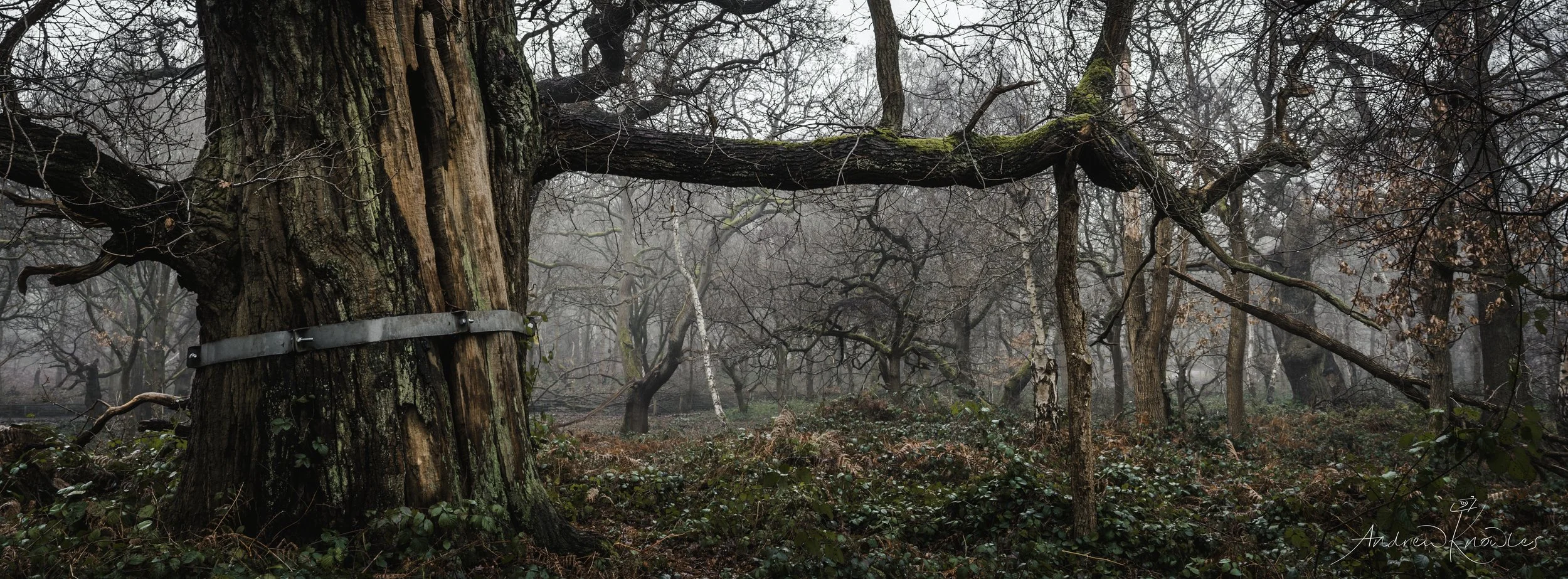 Ancient and modern- Sherwood Forest