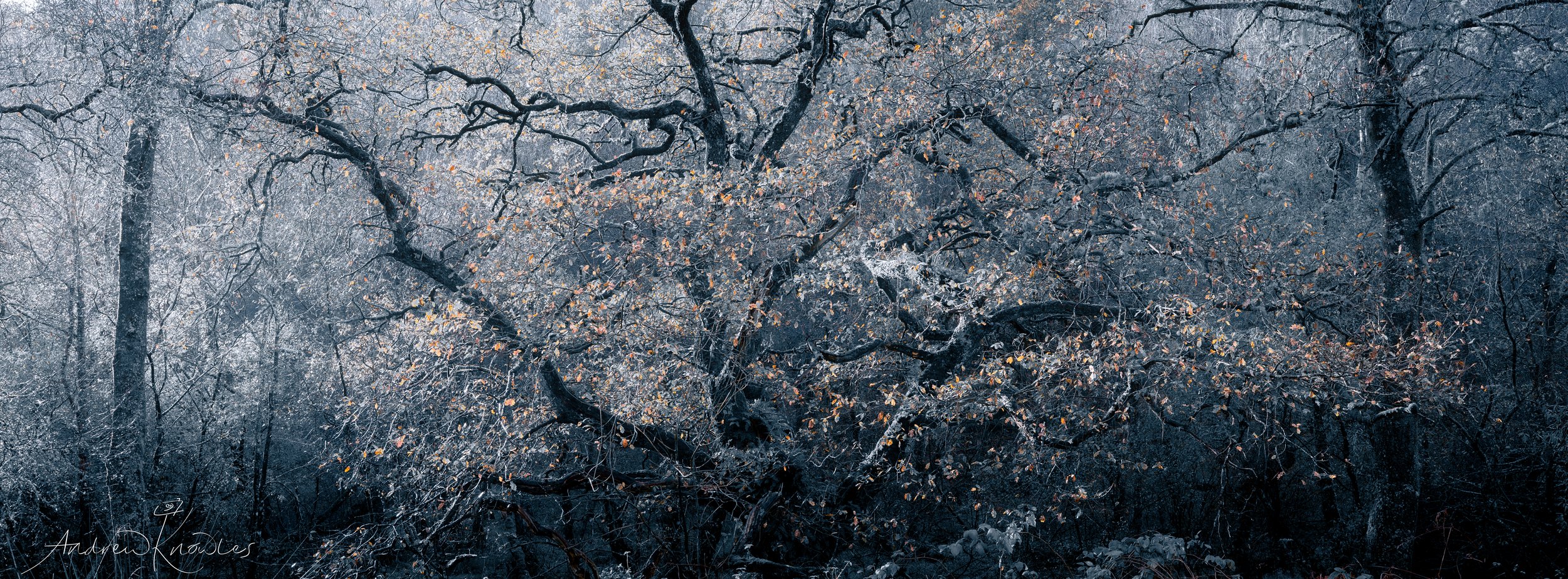 Late Autumn in the Trossachs