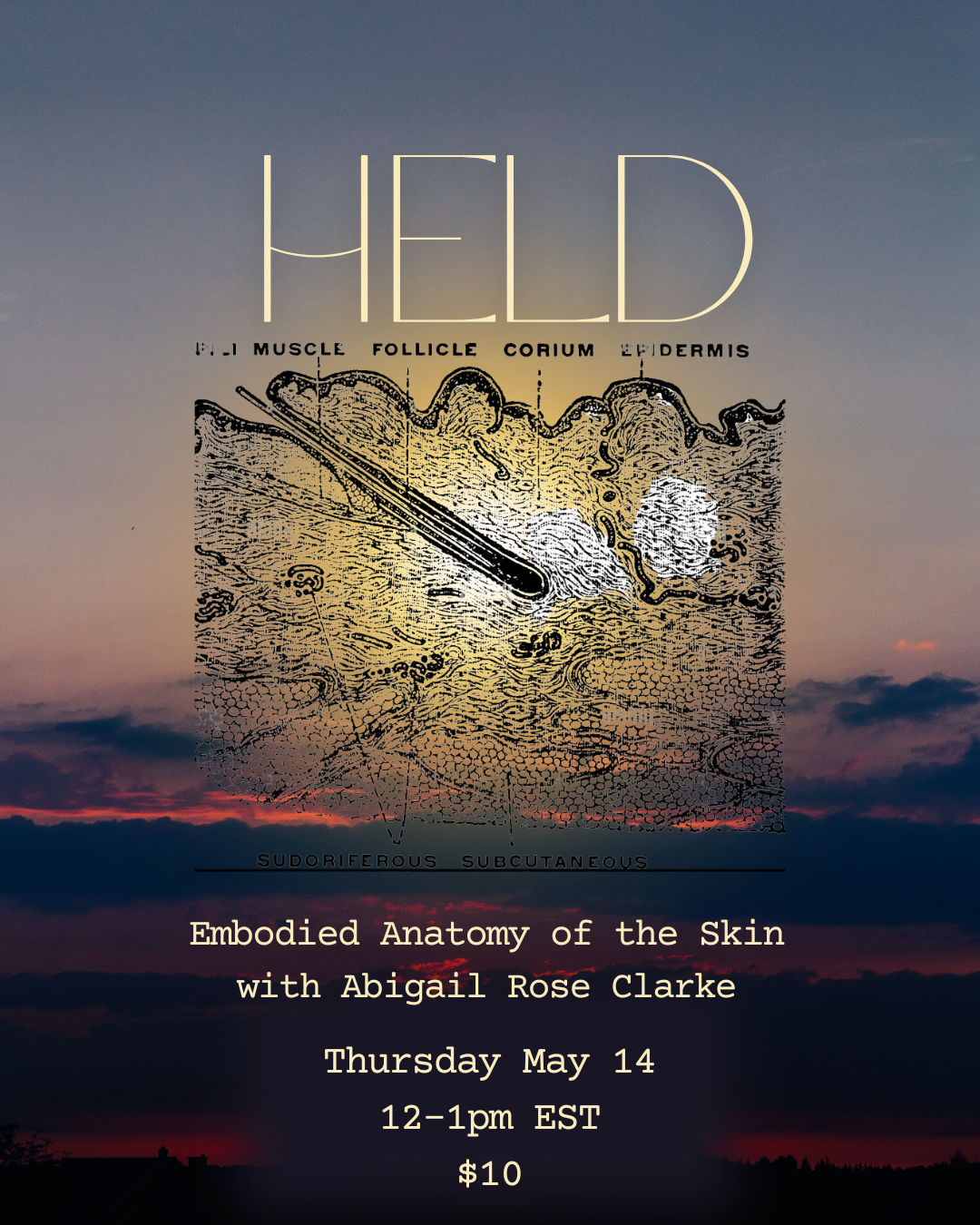 HELD: Embodied Anatomy of the Skin