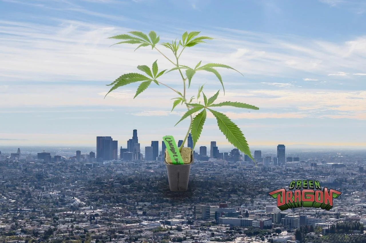 Cannabis Clones Available in Los Angeles