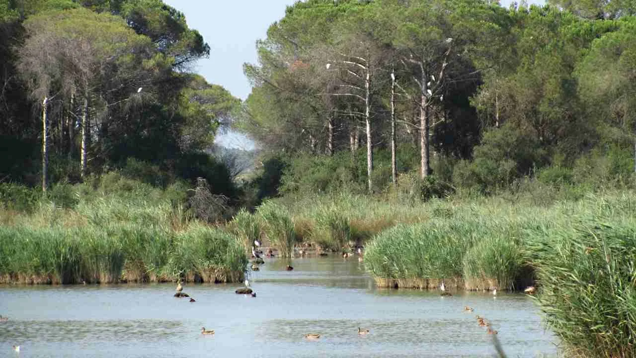 Laghetto con uccelli acquatici e pini nella Pineta di Classe vicino a Ravenna