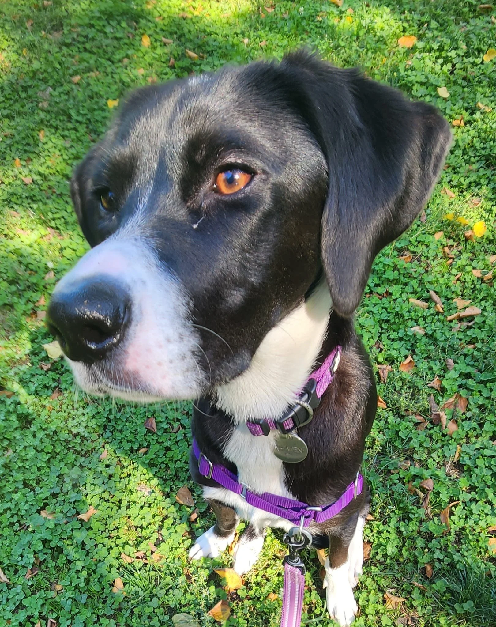 Dog Walking — HarlemsHappyHounds