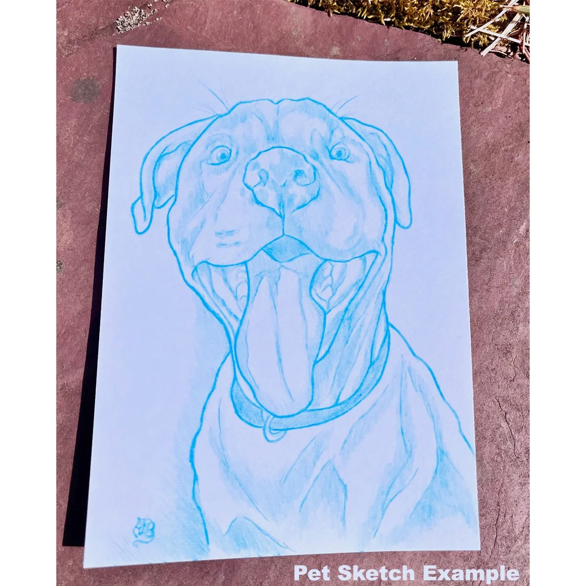 PetSketchex.jpg