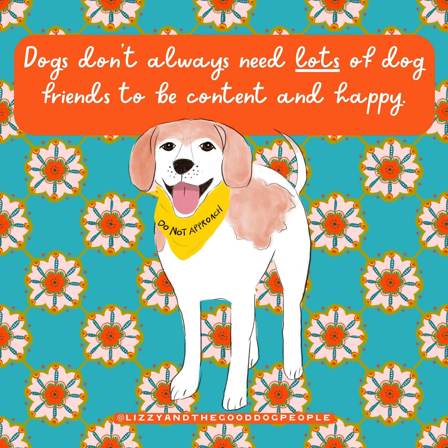 Dogs don&rsquo;t always need lots of dog friends to be content and happy. Some developmental changes affect play and socialization in dogs, including:
- Decreased interest in play
- Snarkiness toward some dogs
- Being more selective with playmates
- 