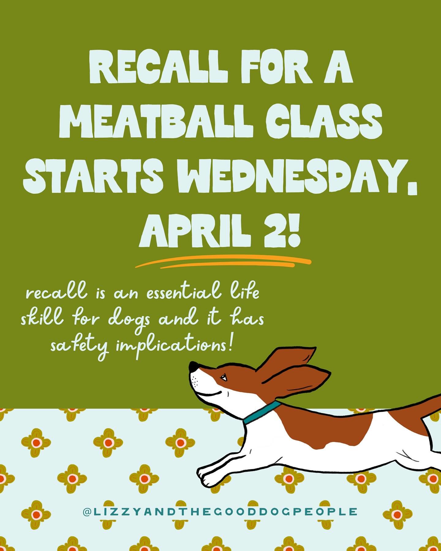 Recall For a Meatball starts next Wednesday, April 2, at 7 pm ET. (Sign up link in my bio!) Have a blast training your dog to come when called using proven rewards-based methods! This highly-rated live class is FUN, accessible, effective, and efficie