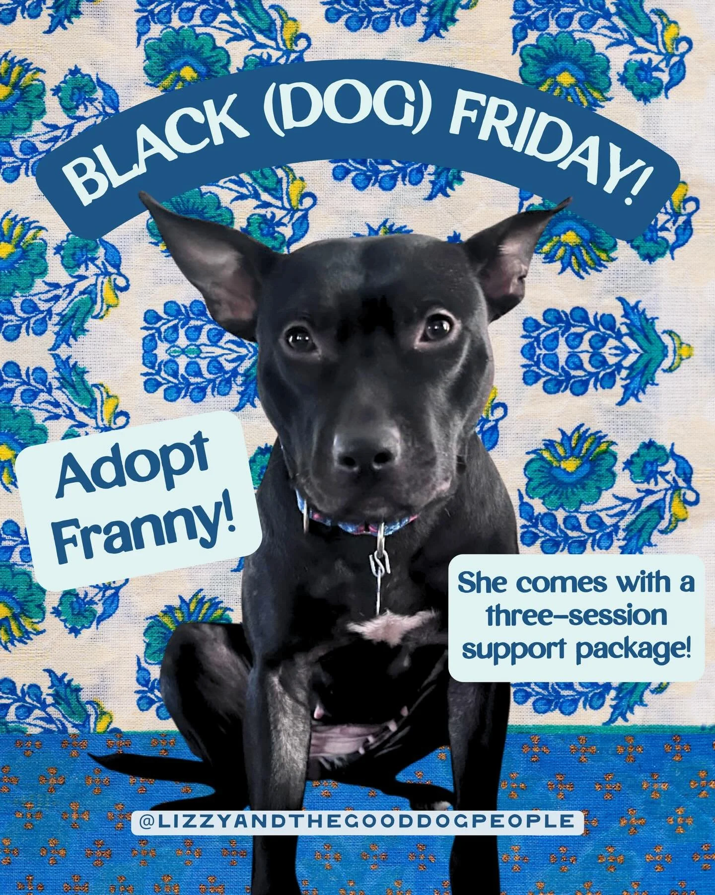 Black Friday announcement! (Black DOG, that is.) Please meet my new friend, Franny! 

She is available for adoption through Baypath Humane in Hopkinton, MA, and comes with a three-session package with me. So, you can start your new life together with