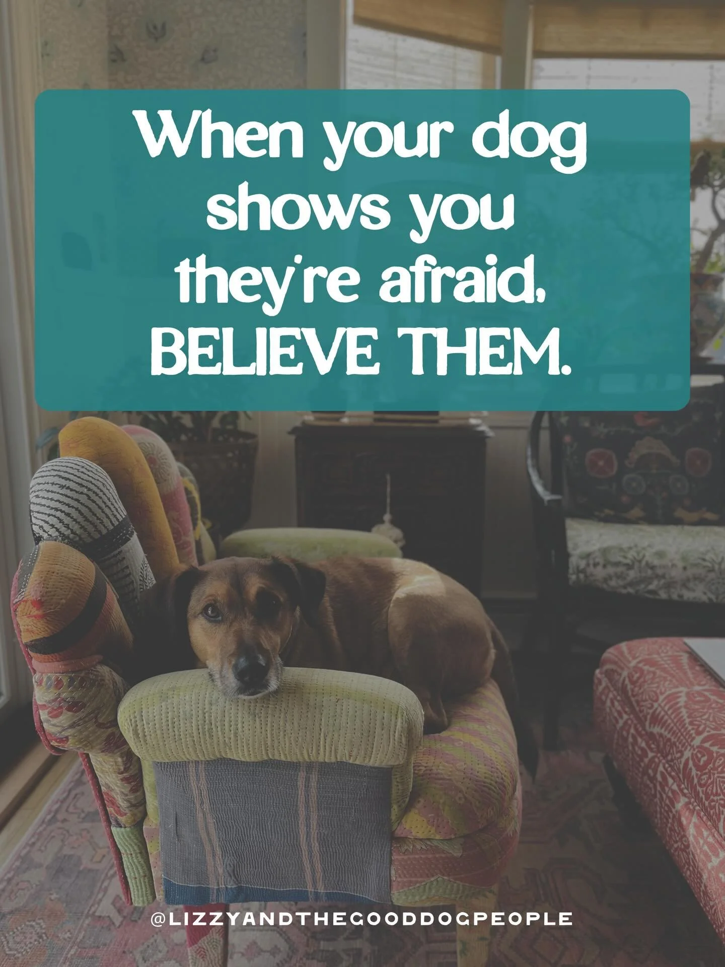 Believing your dog is always a good idea. ❤️ 

#dogtrainer #worcesrermass #love #compassion