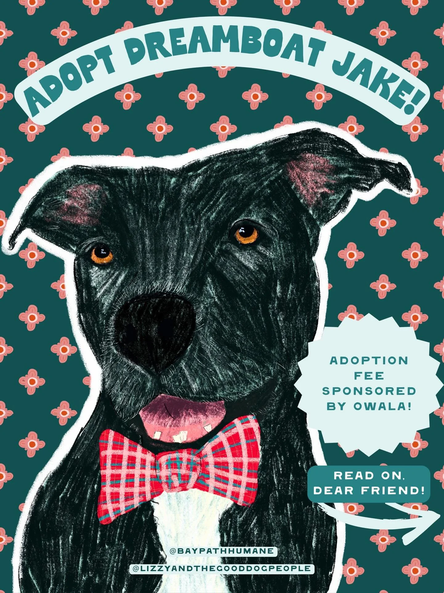 Would you look at sweet Jake and that frosty mug! He spent two long years waiting in a Florida shelter without anyone choosing him, so @baypathhumane brought him to Massachusetts to find his people. I&rsquo;m smitten with this 9-year-old dreamboat!

