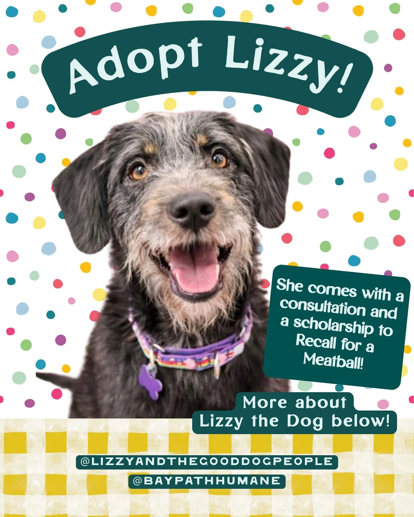 Friends, I want you to meet a very special dog named&hellip;Lizzy! 

She&rsquo;s a 61 lb, 5-year-old scruffy sweetheart. Lizzy enjoys other dogs, bouncy balls, and is especially good at &ldquo;drop it.&rdquo; She&rsquo;s playful, and social, making h