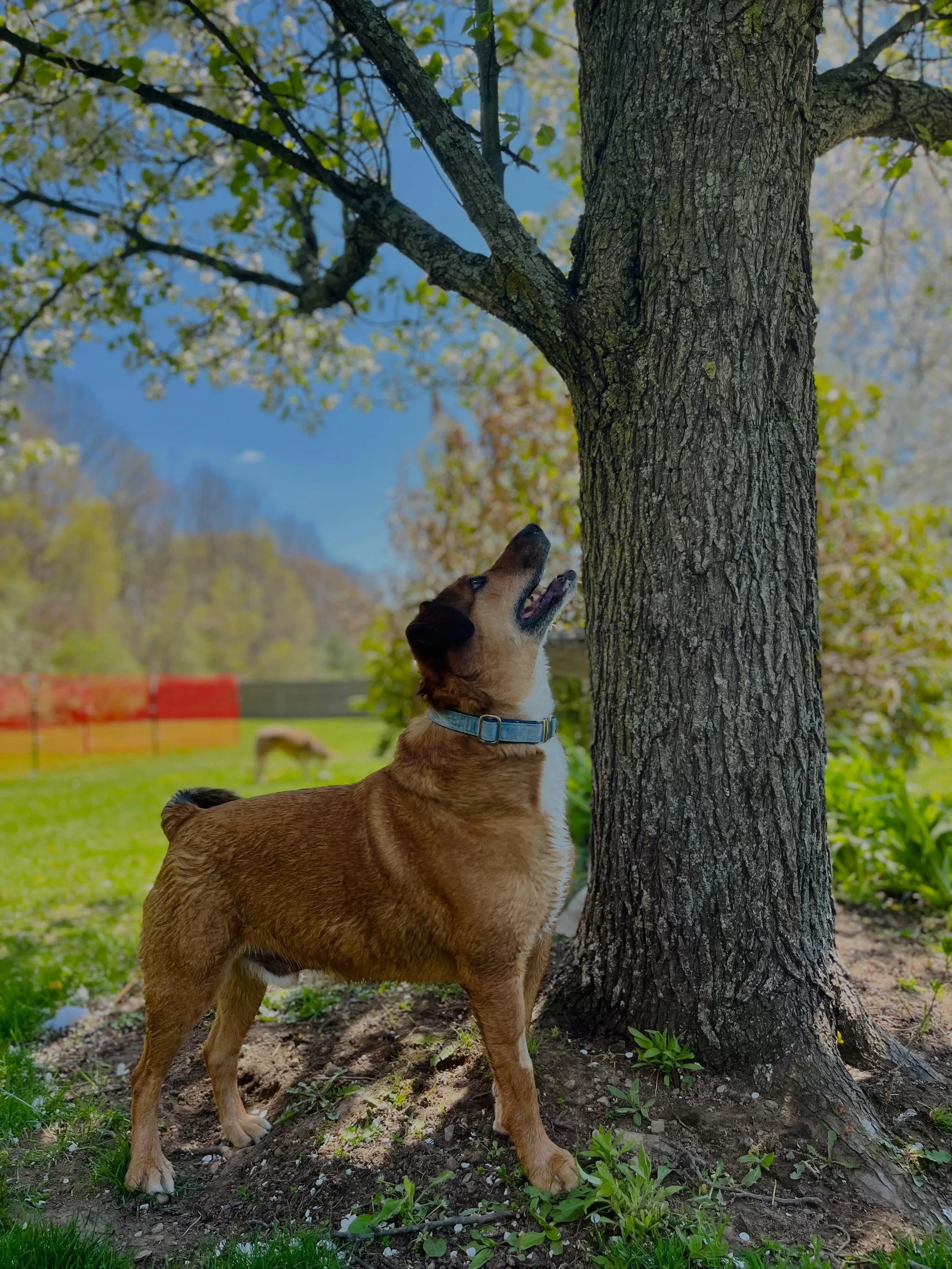 A joy drop from recent weeks! 💛

Dogs sniffed and trained.

Puppies socialized.

Friends celebrated.

Family gathered.

Coffee was savored.

Plants were admired.

Funny faces came to life with paint.

Feelings were felt. (Both human and canine.)

10