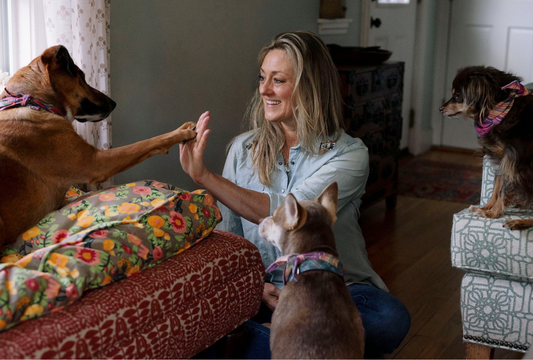 A woman with blonde hair smiling and giving a high five to a large brown dog wearing a colorful bandana, while three other dogs watch inside a cozy living room decorated with curtains, patterned furniture, and a wooden floor.