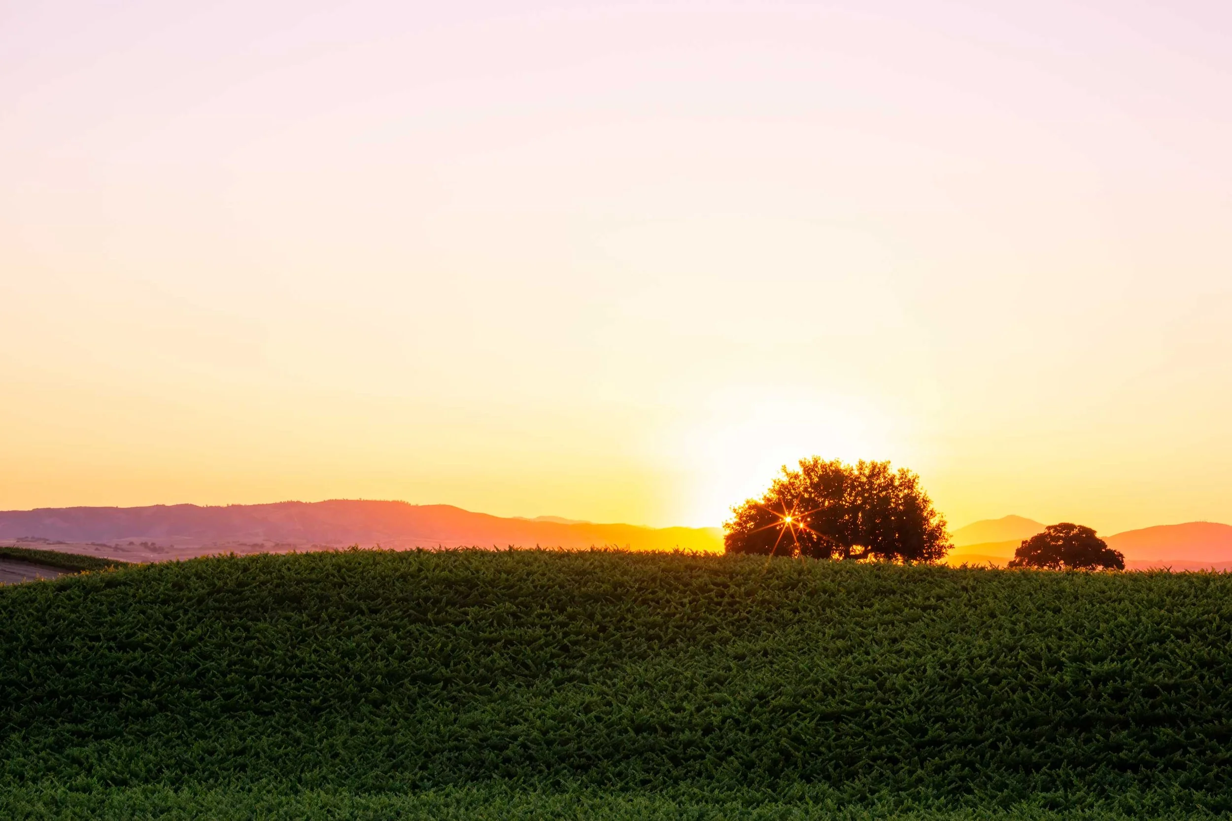 Sunburst-in-the-Central-Valley.jpg