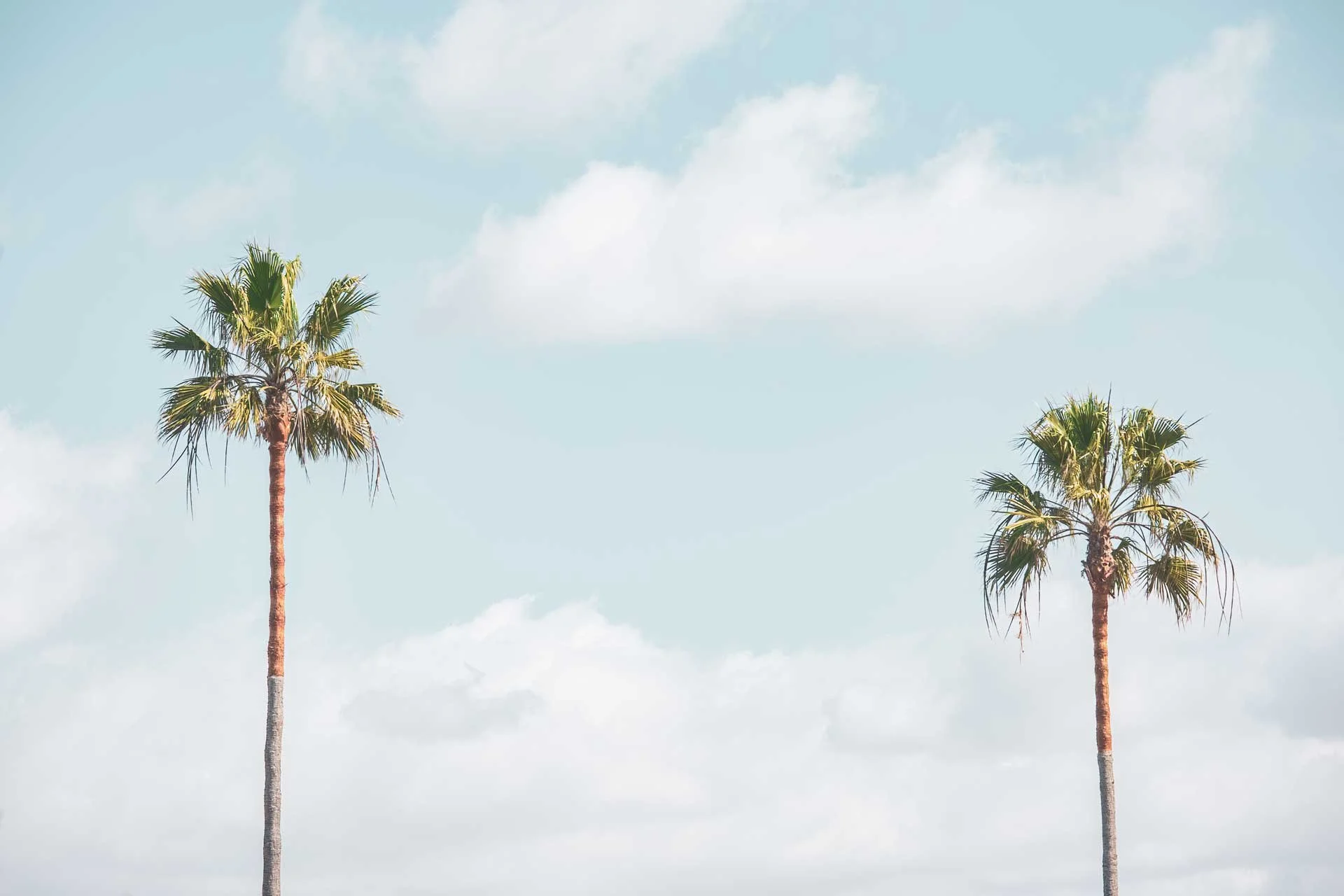 Two-Palms-and-Some-Clouds.web.jpg
