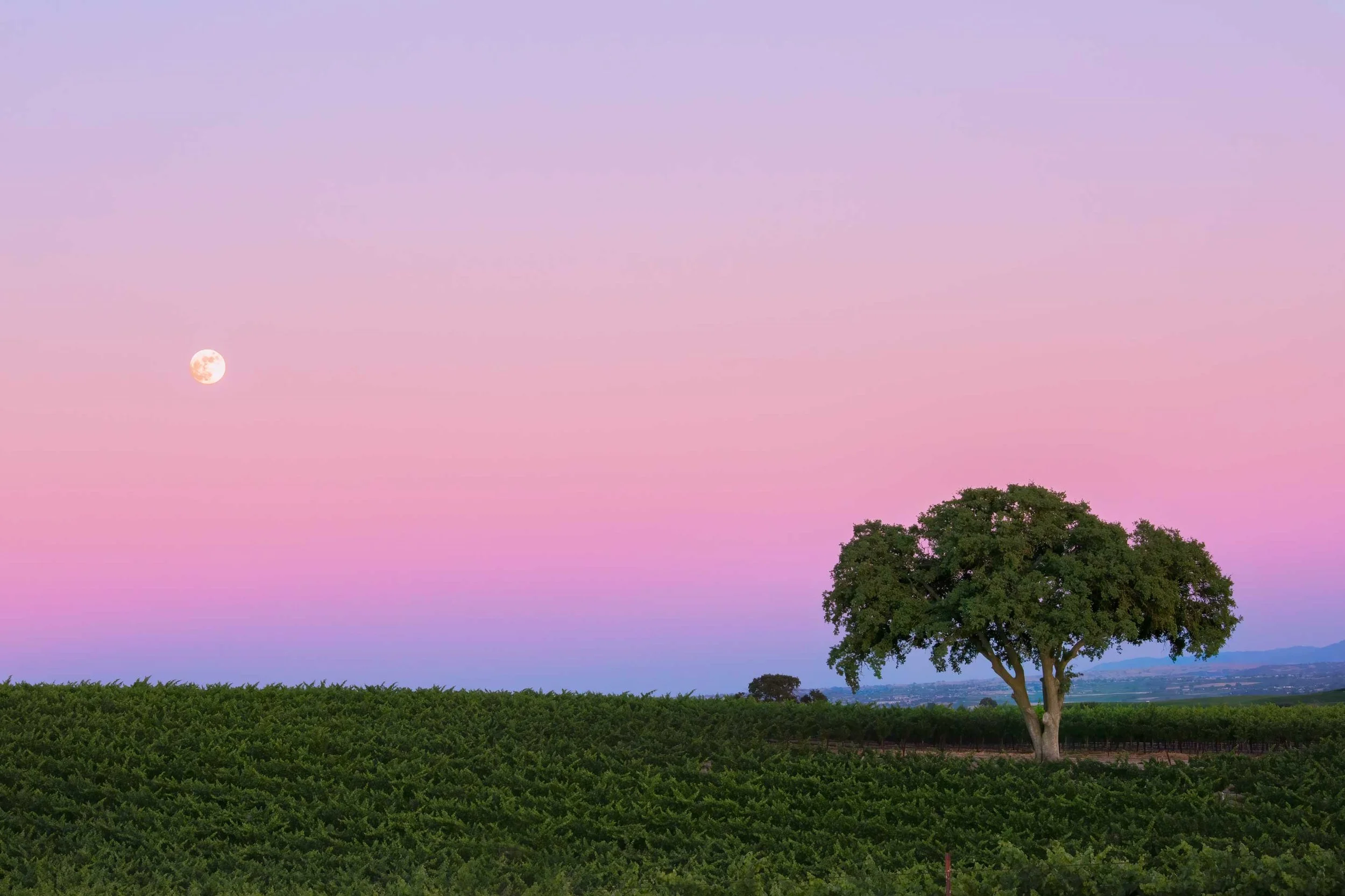 Full-Moon-Rising-in-Wine-Country.jpg