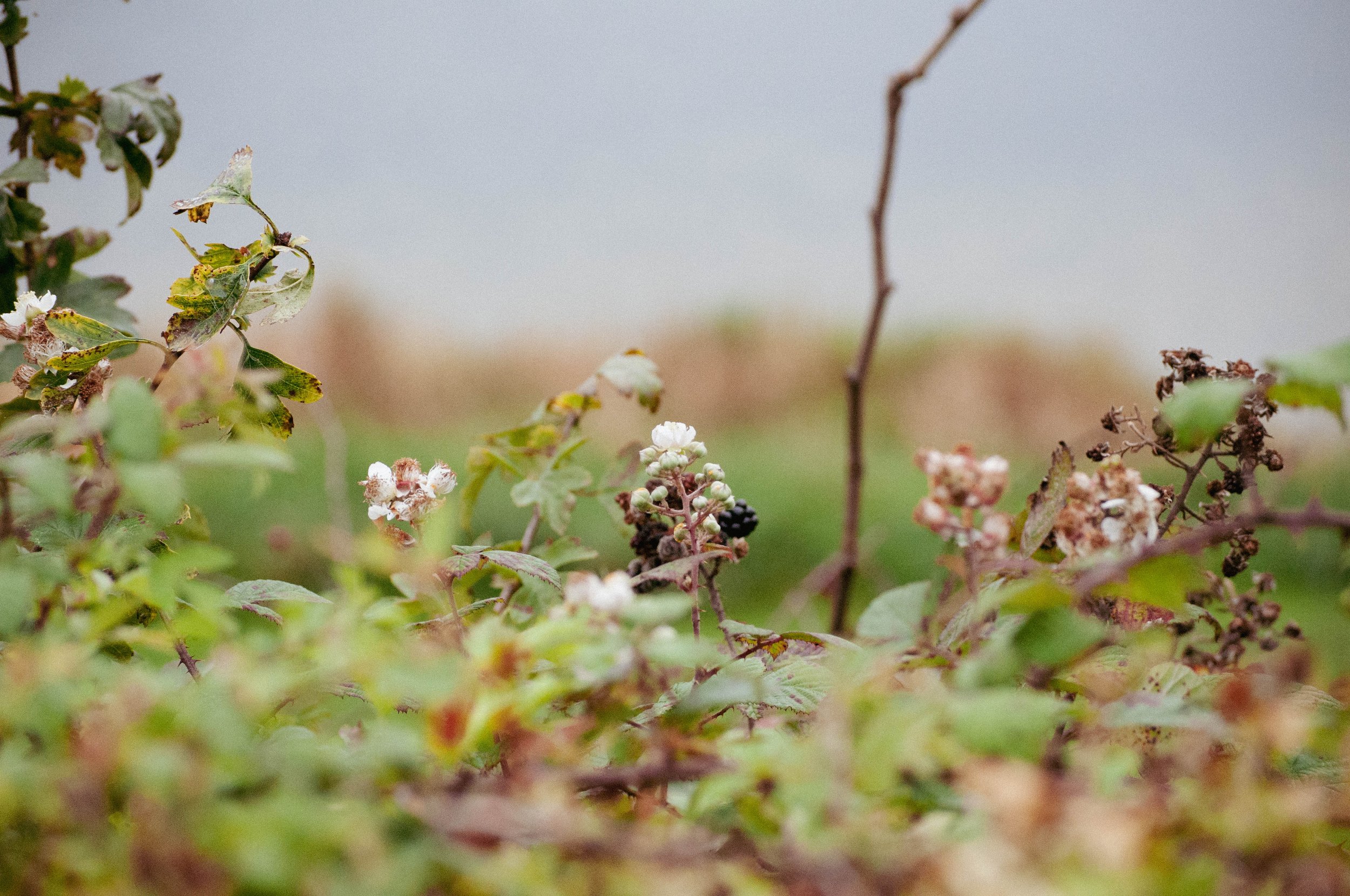 Whatever You Feed Grows