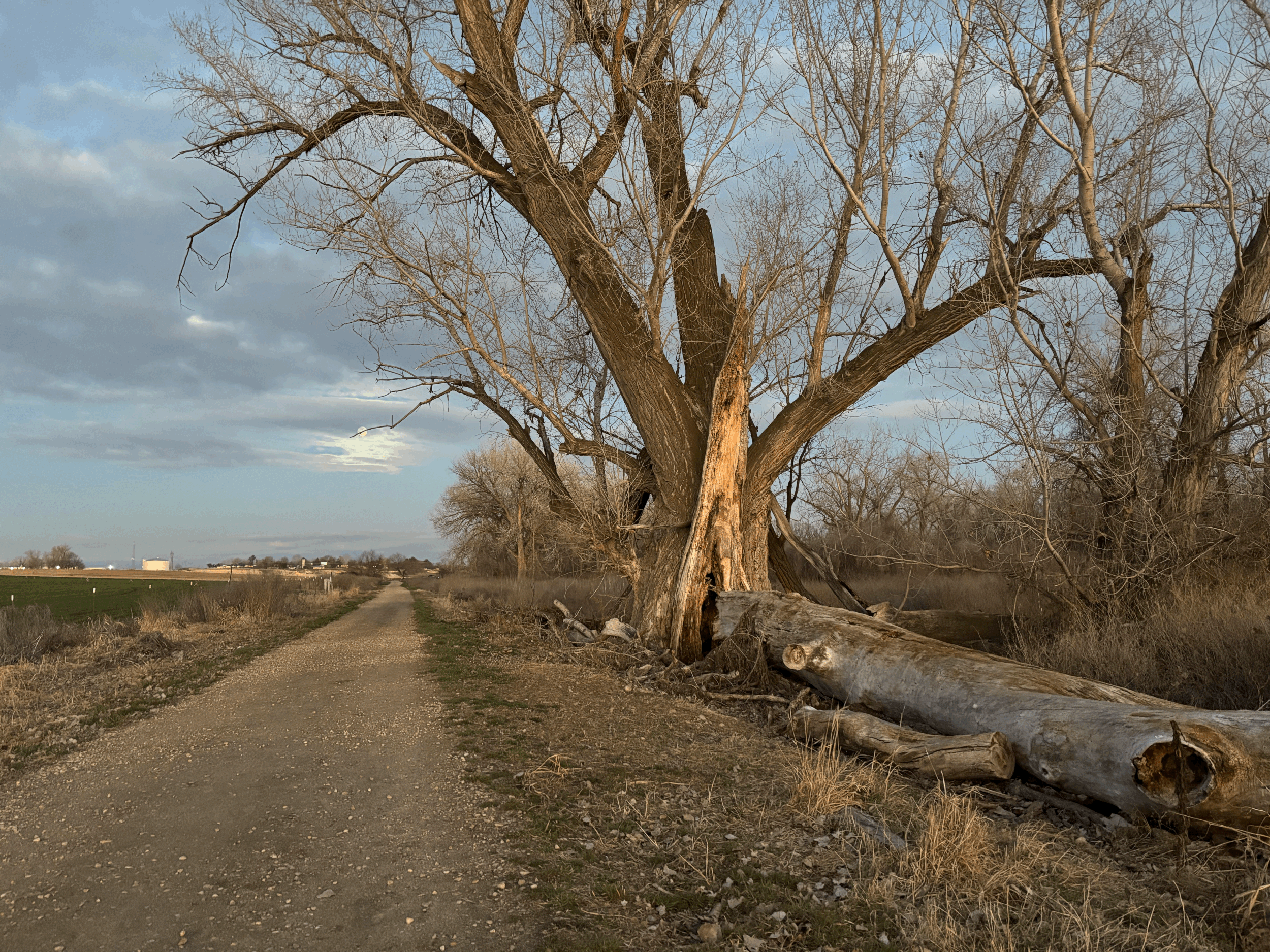 To Be as Resilient as a Tree