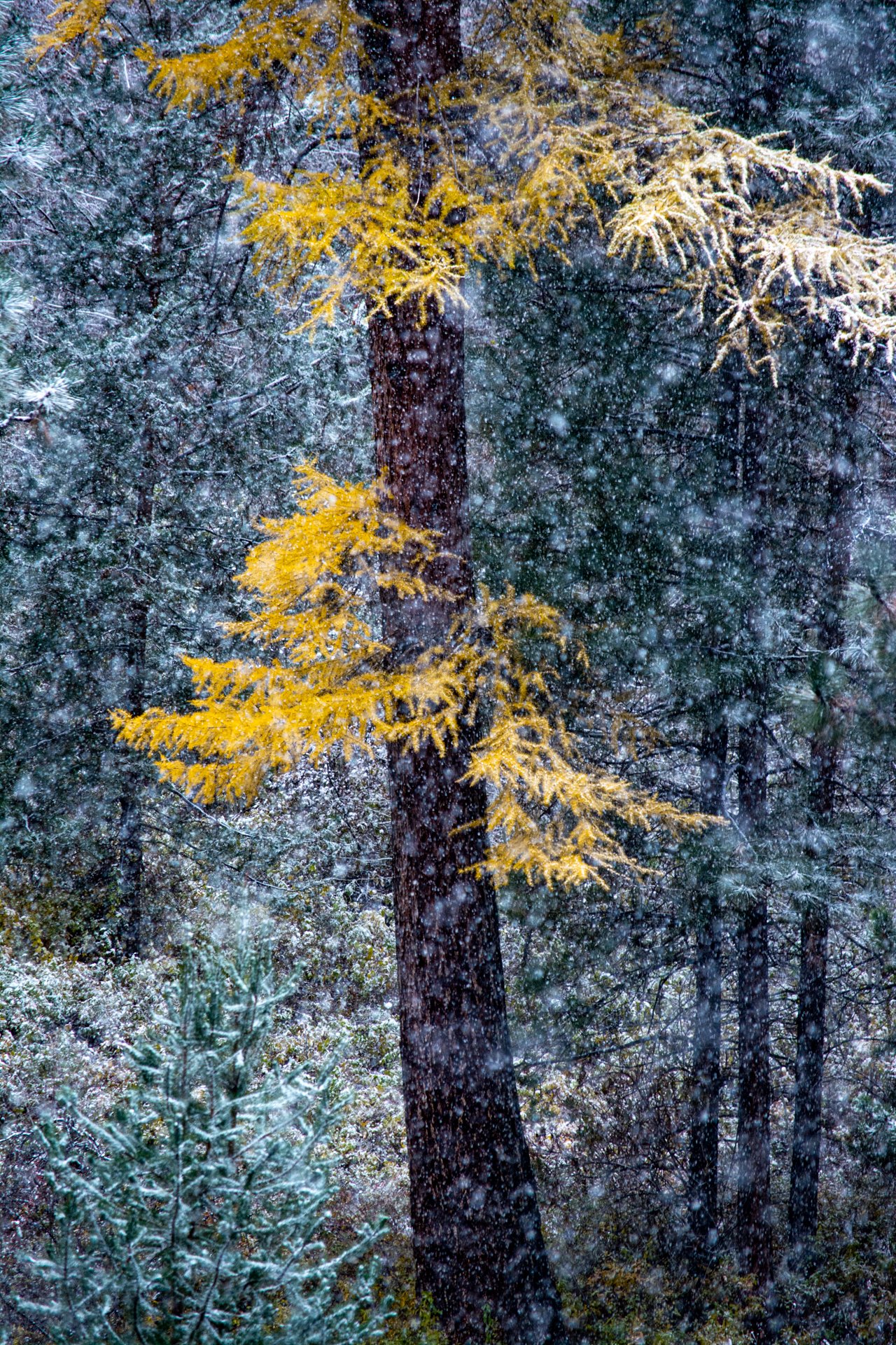Larch Flurry