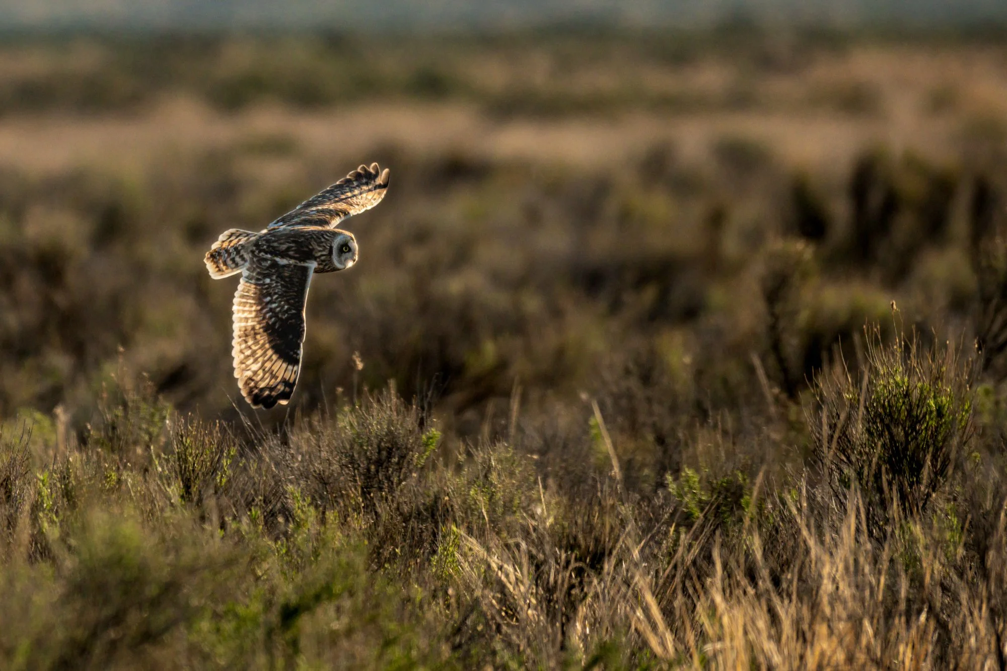Short-eared Owl Morning Flight