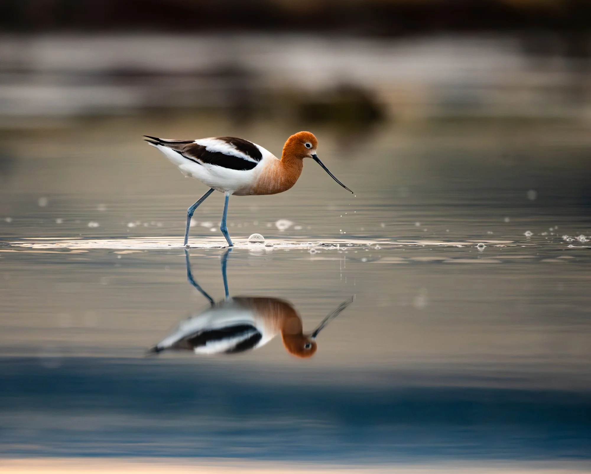 American Avocet wading in calm water with reflection.