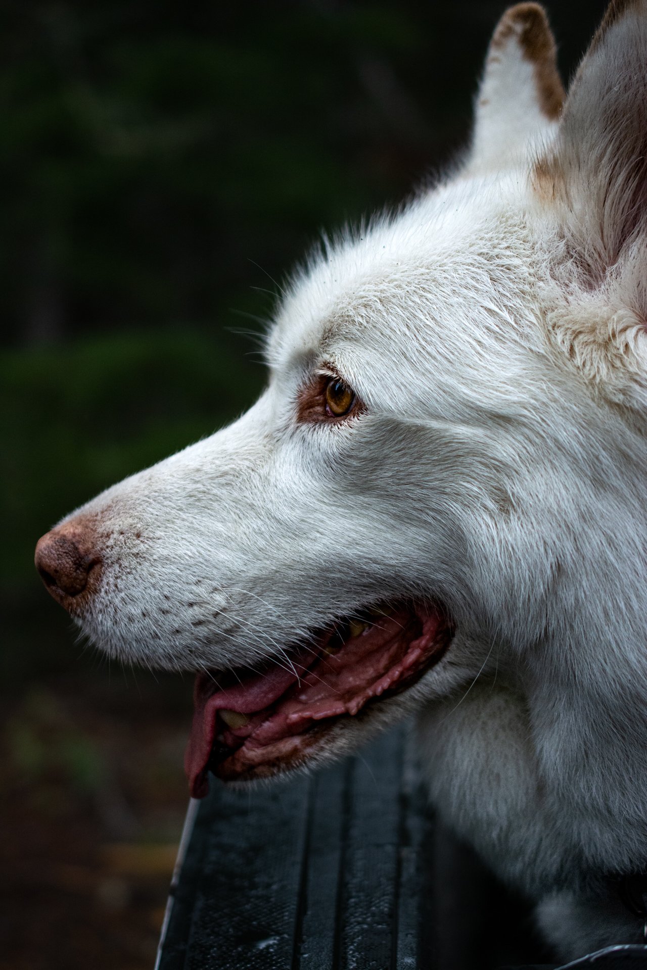 The Great White Husky