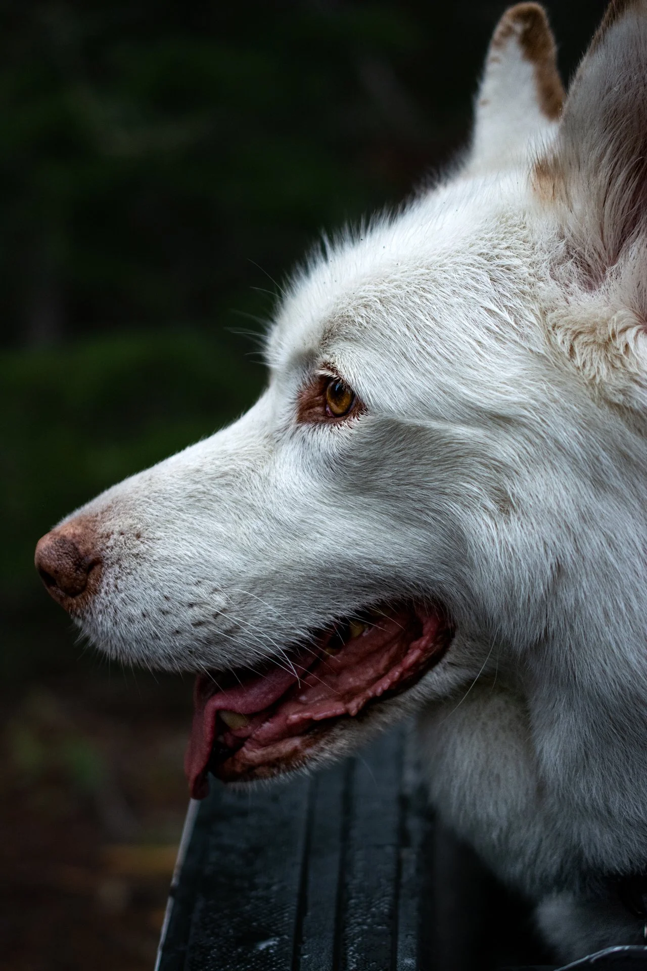 The Great White Husky