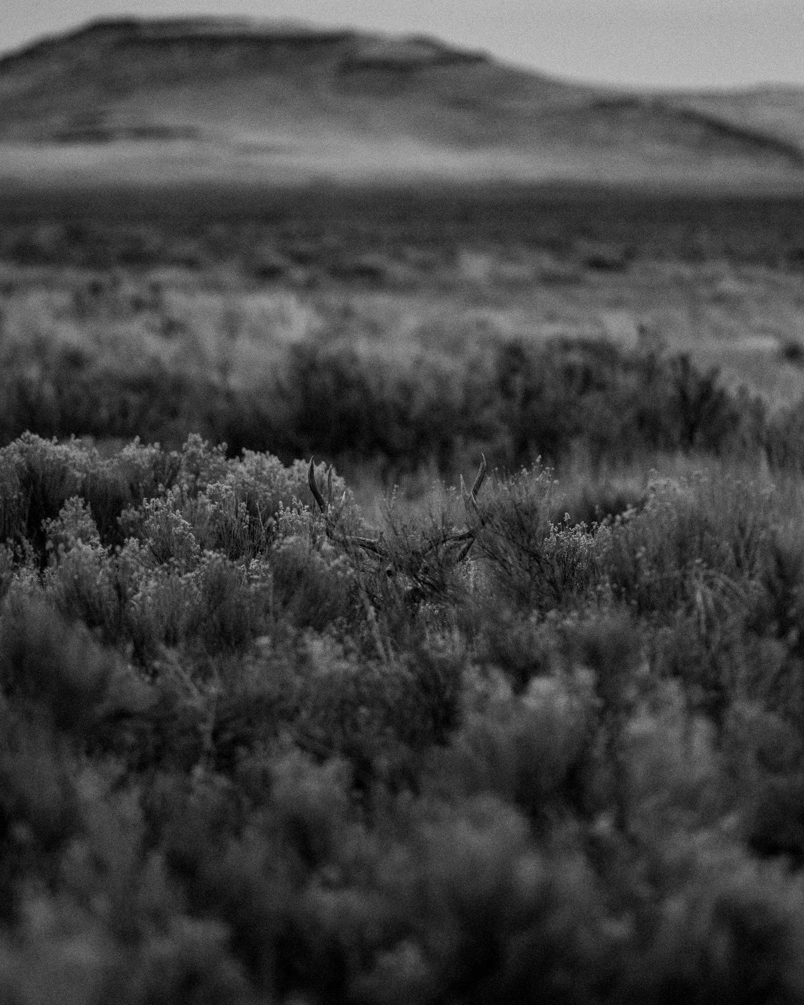 Buck amongst Sagebrush