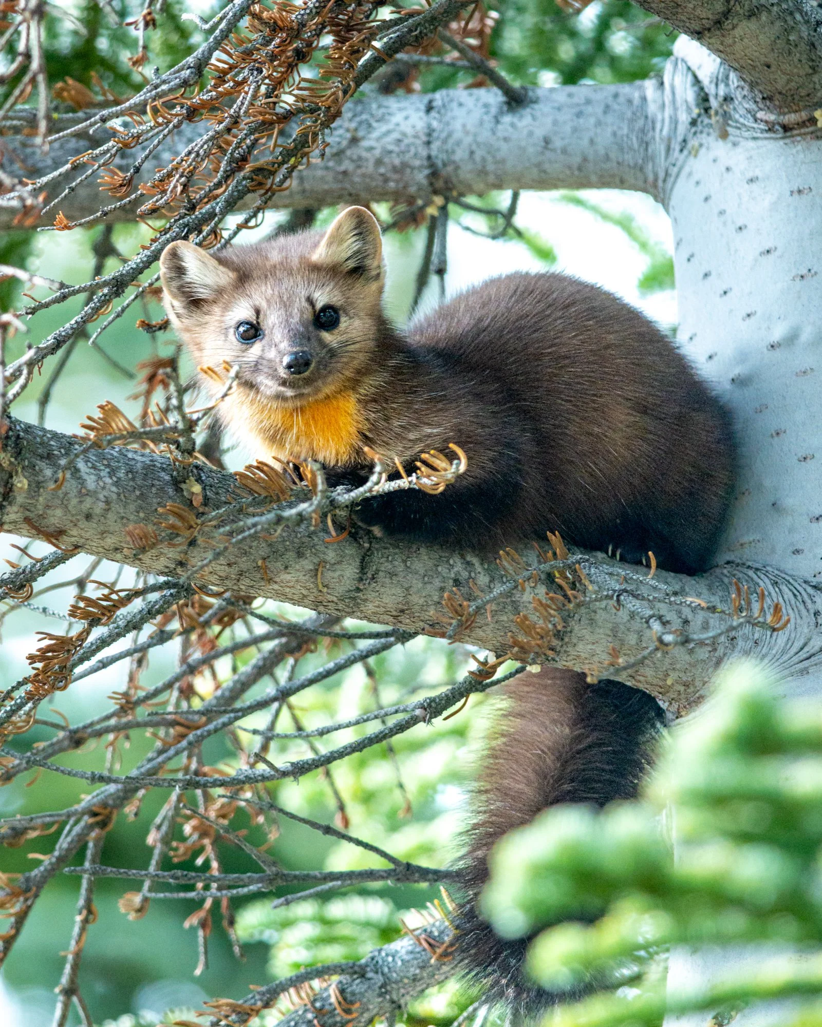 Wildlife (7 of 14).jpg