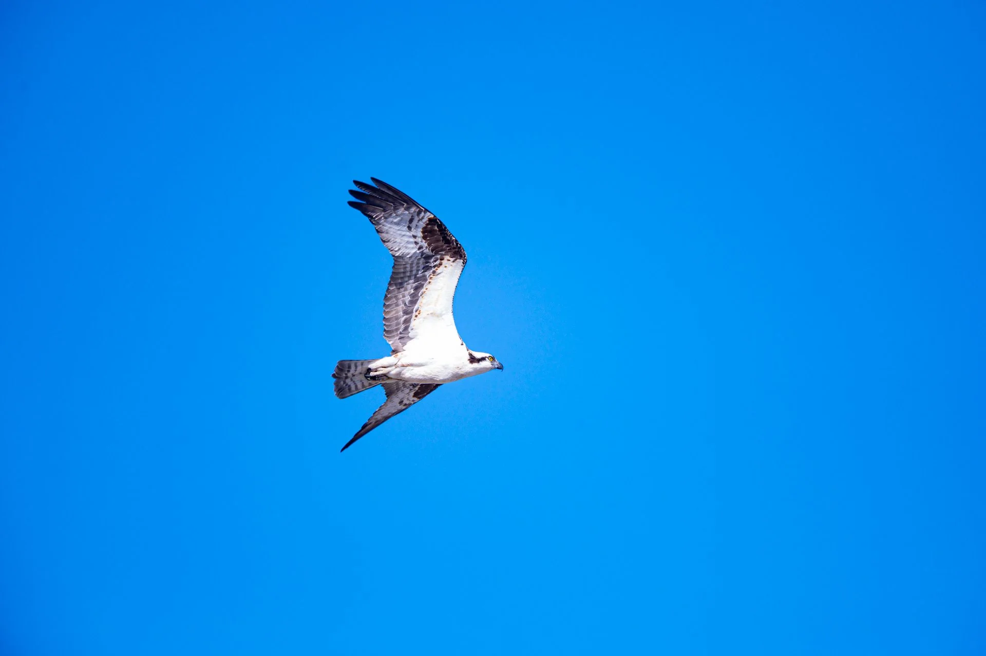 Osprey