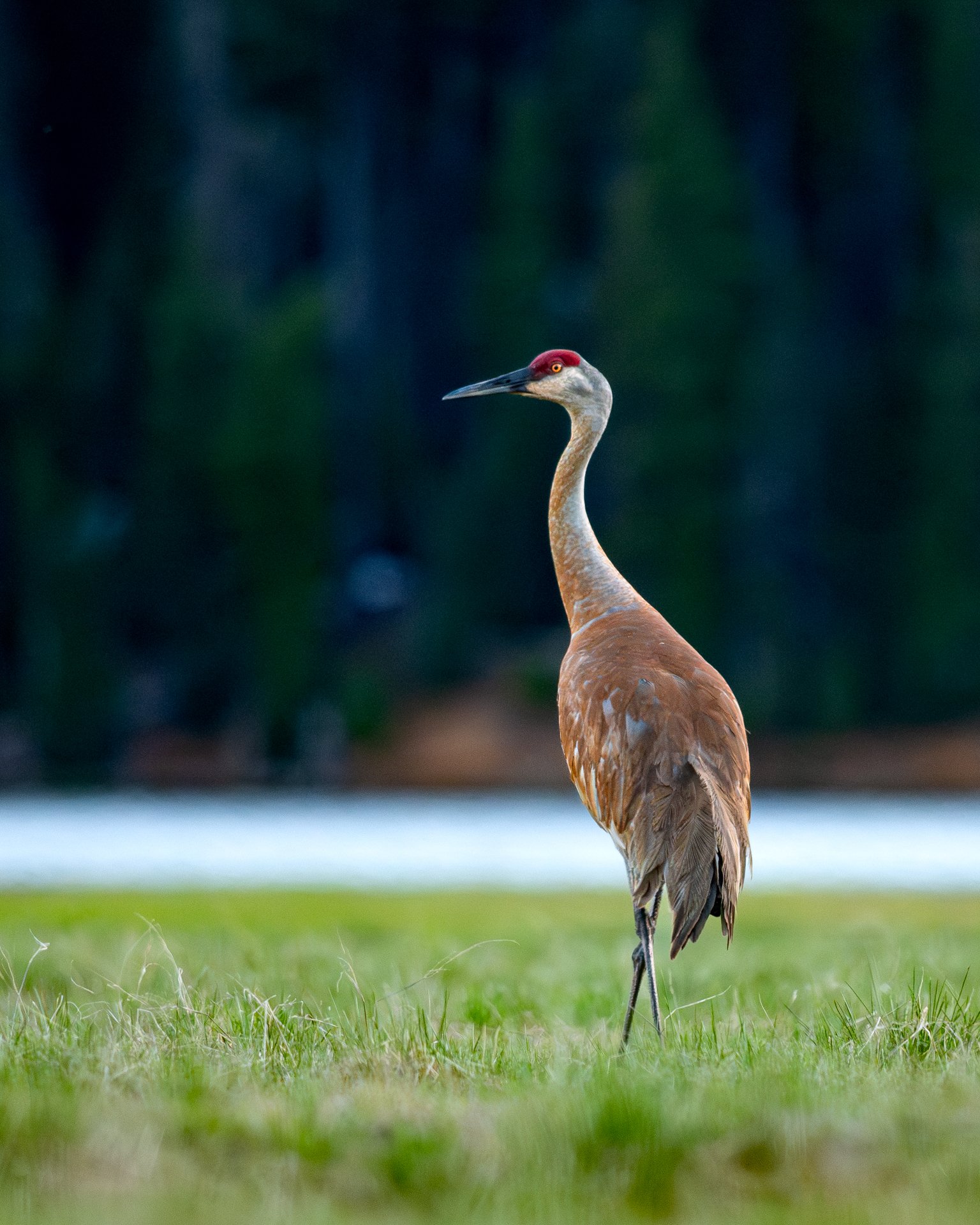 Sandhill Crane at Sparks Lake
