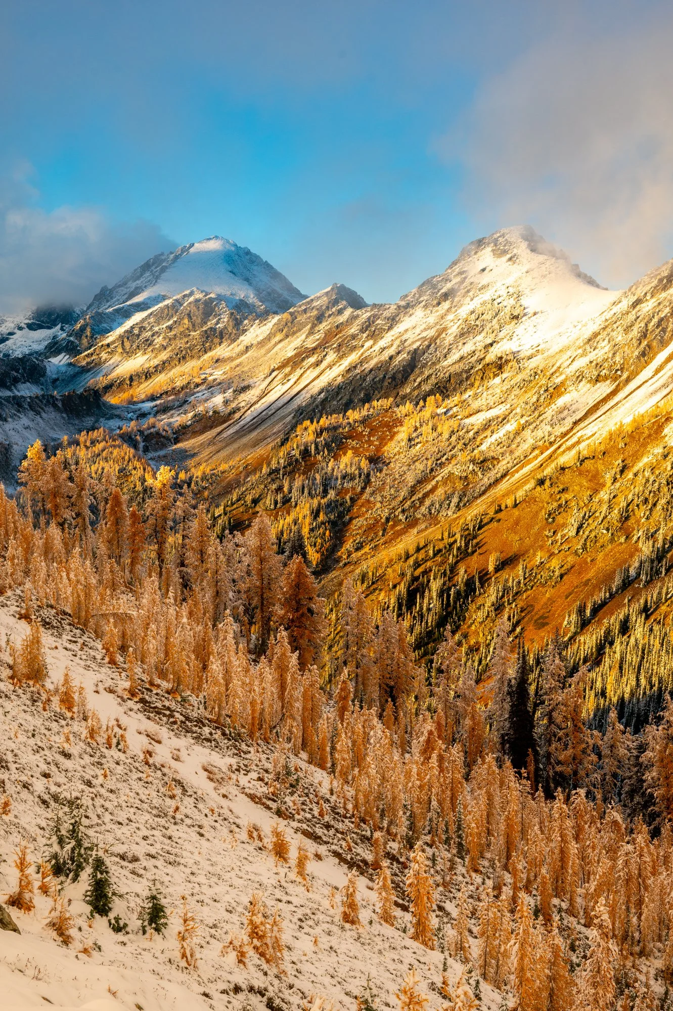 Larches in the North Cascades