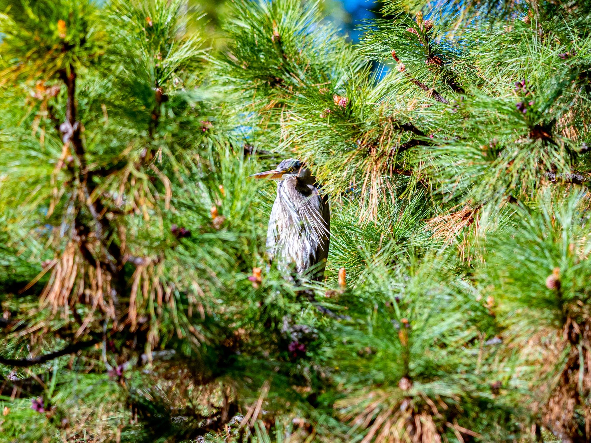 Wildlife (2 of 14).jpg