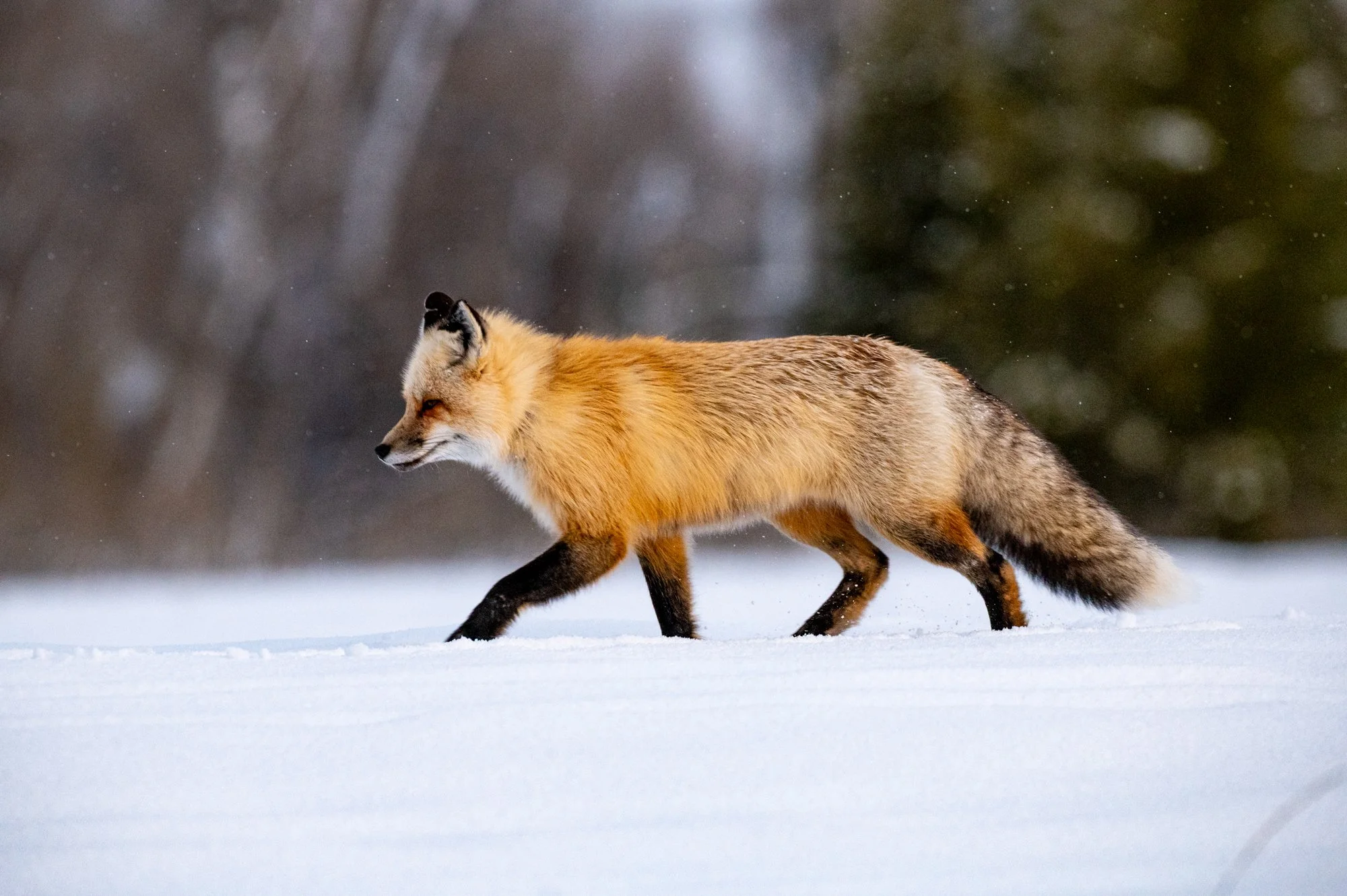 Wildlife (14 of 14).jpg