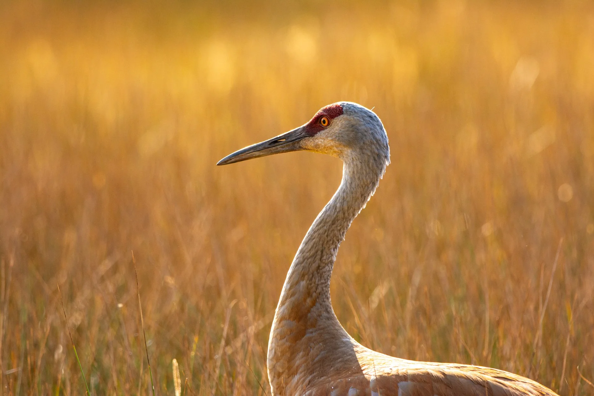 Sandhill Crane