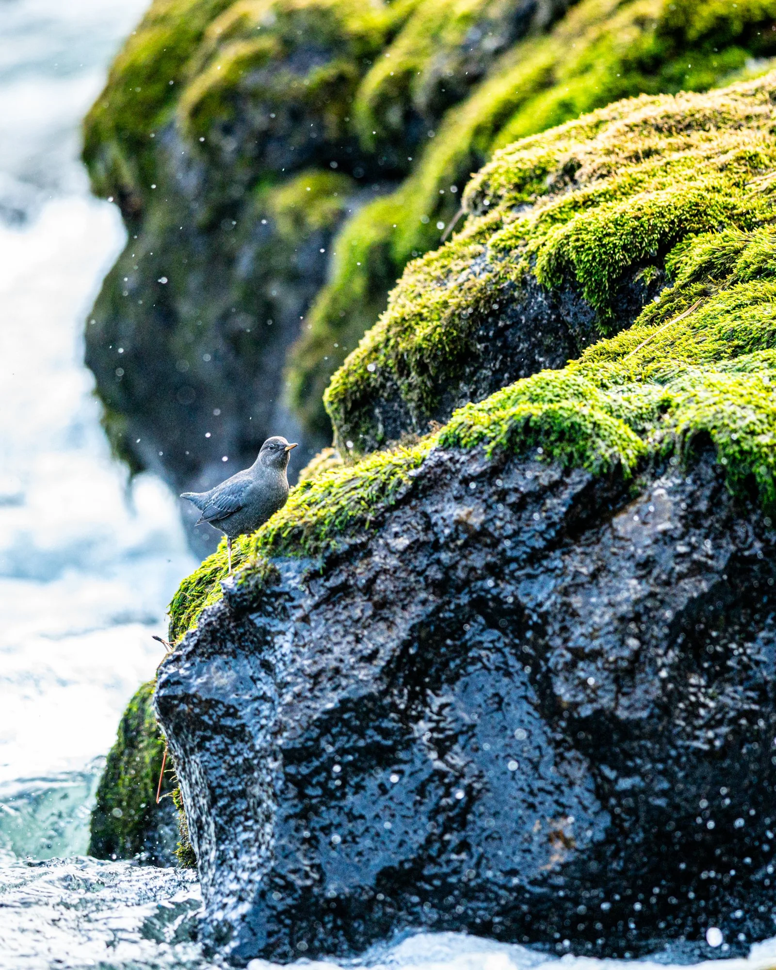 Wildlife (6 of 14).jpg