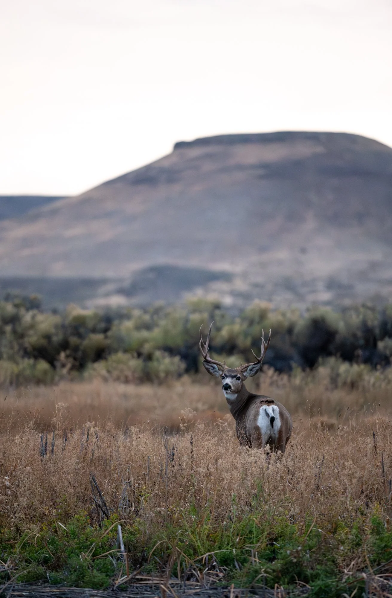 Wildlife (5 of 14).jpg