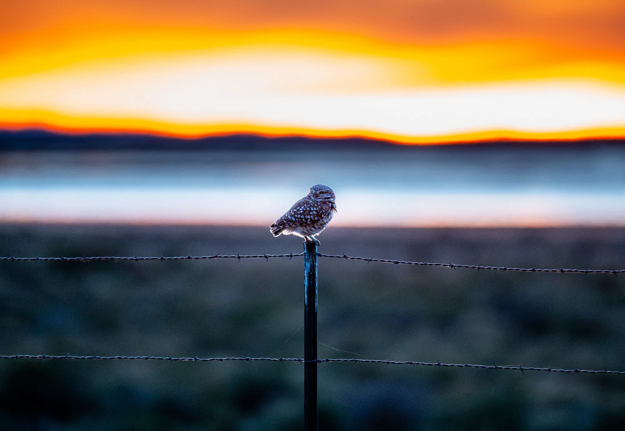 Burrowing Owl Sunset