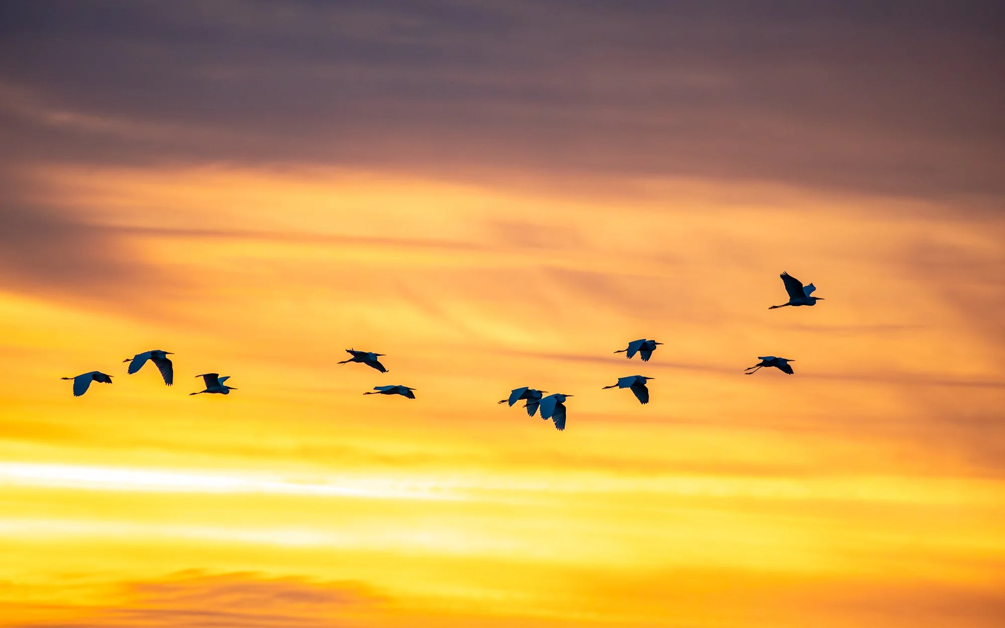 11 Great Egrets flying in front of a sunset-lit sky.