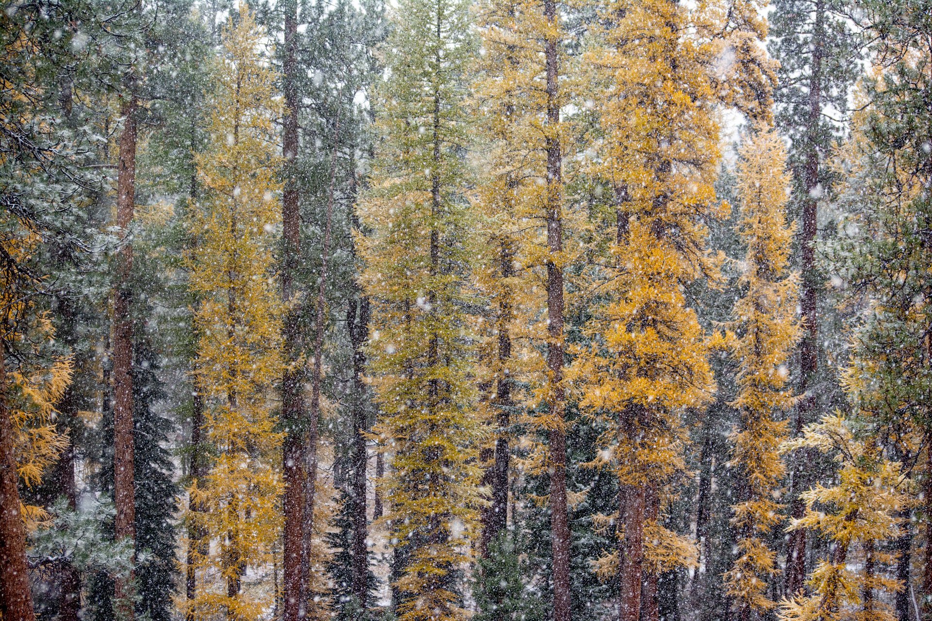 Larch Storm