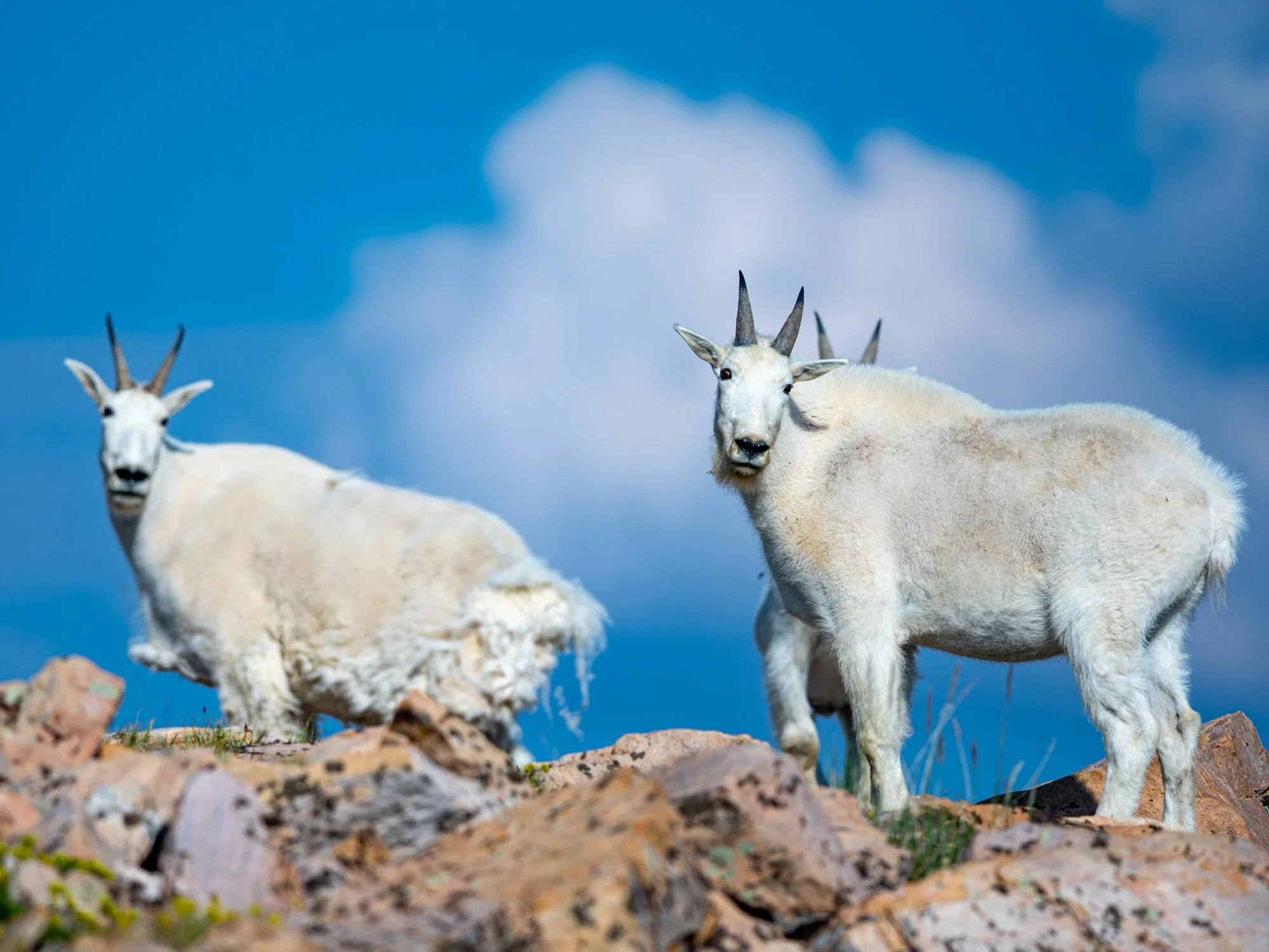 Ethics of Nature &amp; Wildlife Photography