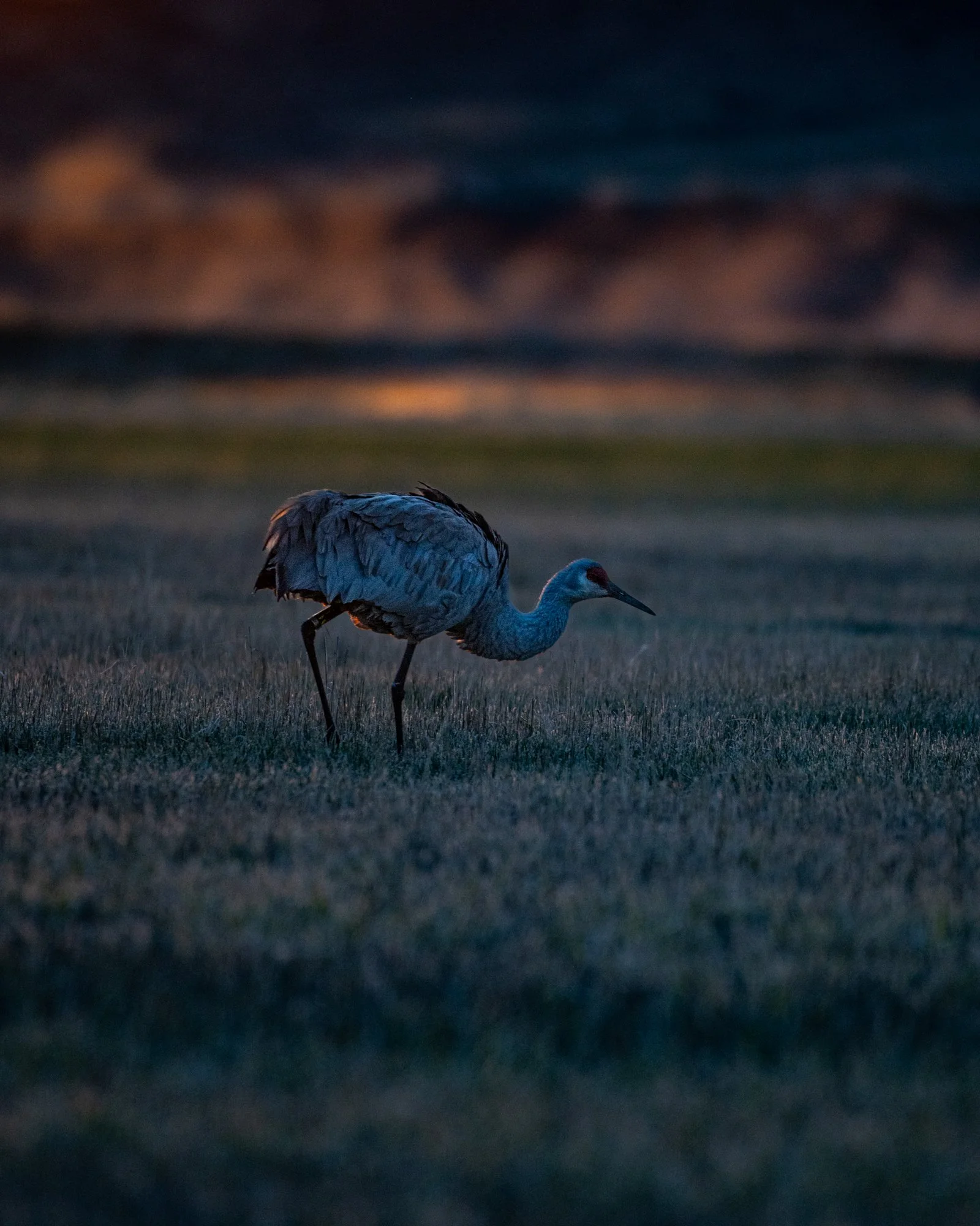 Sandhill Crane crouching in early morning light