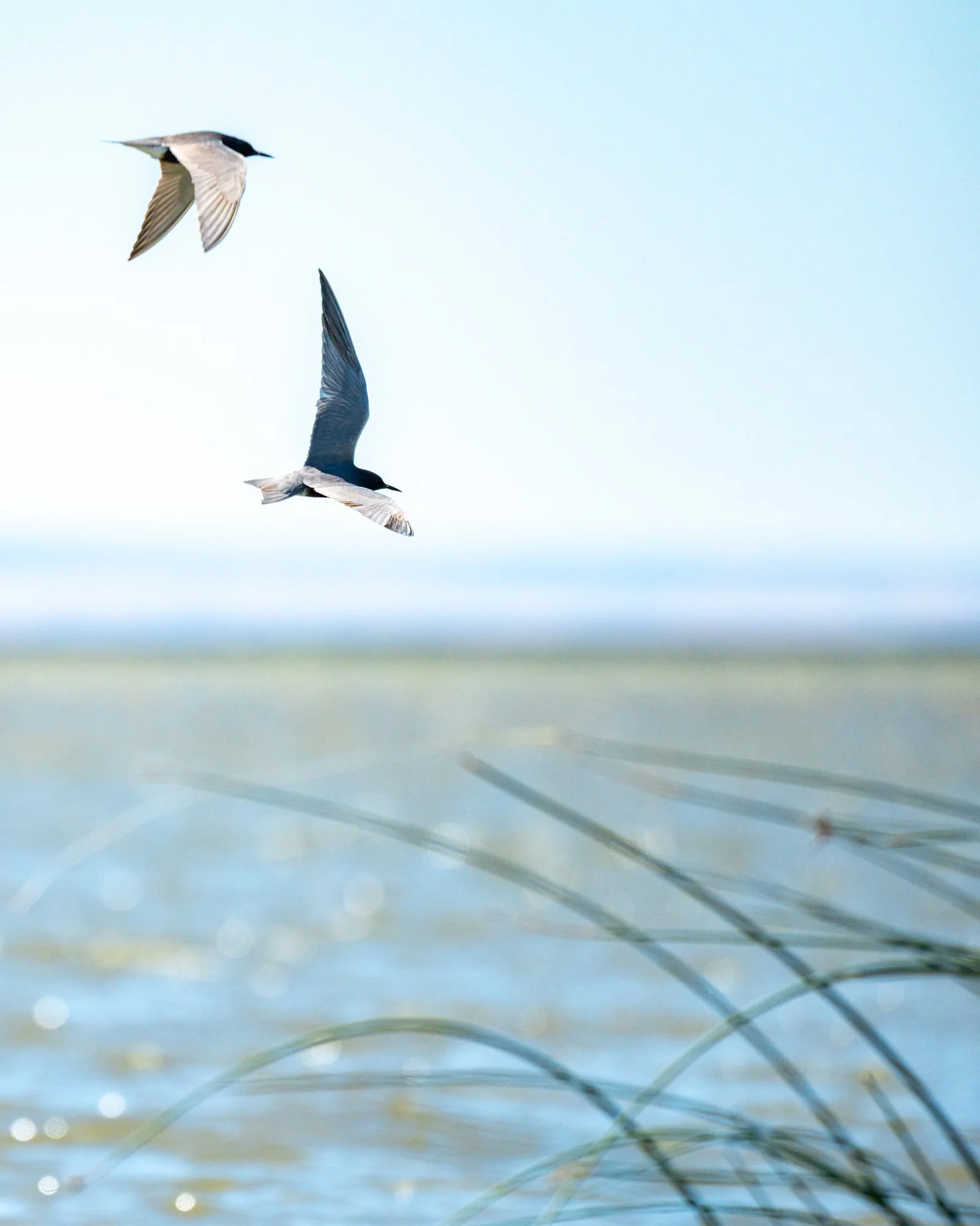 Black Tern in flight over water