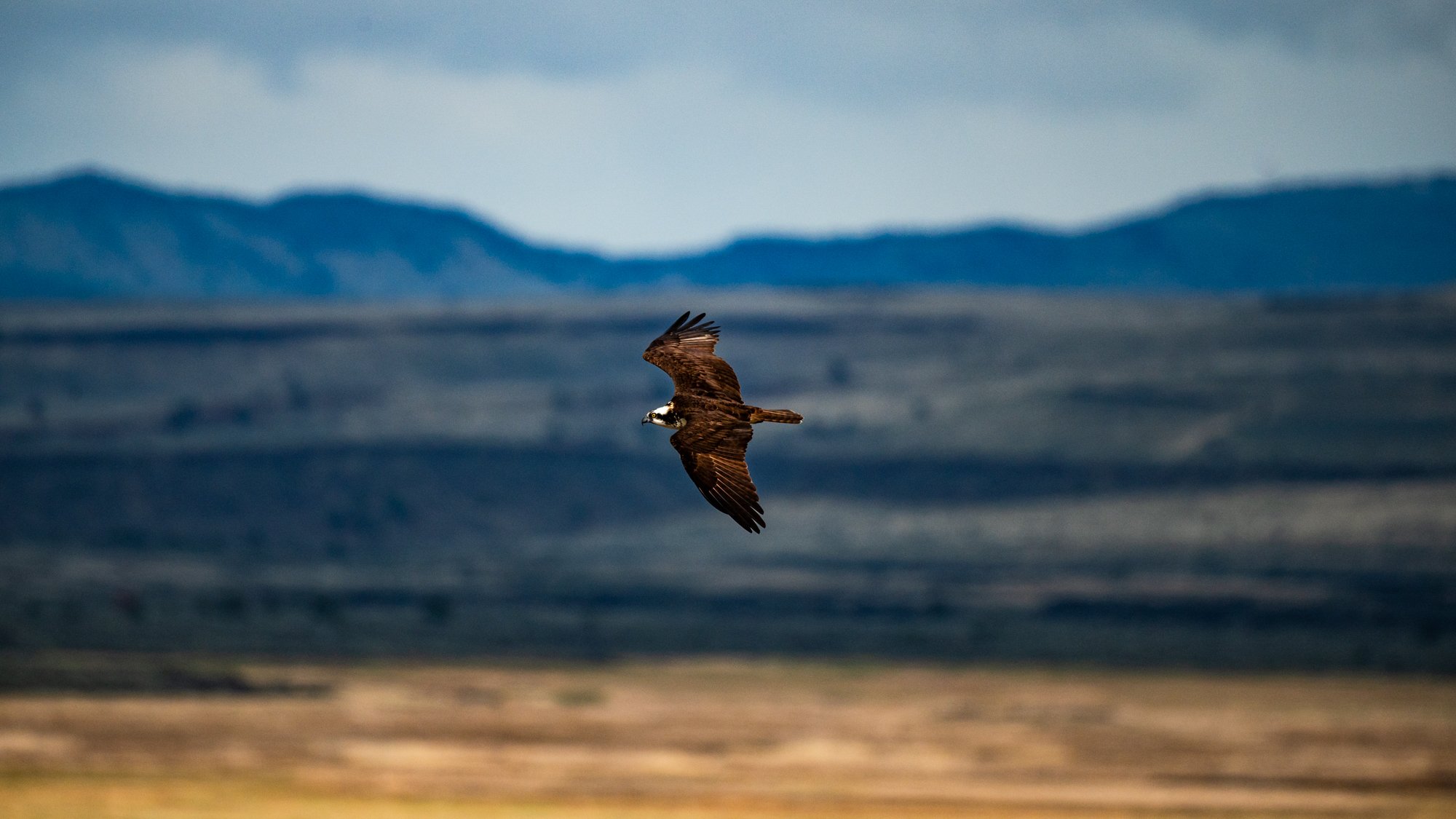 Osprey in flight