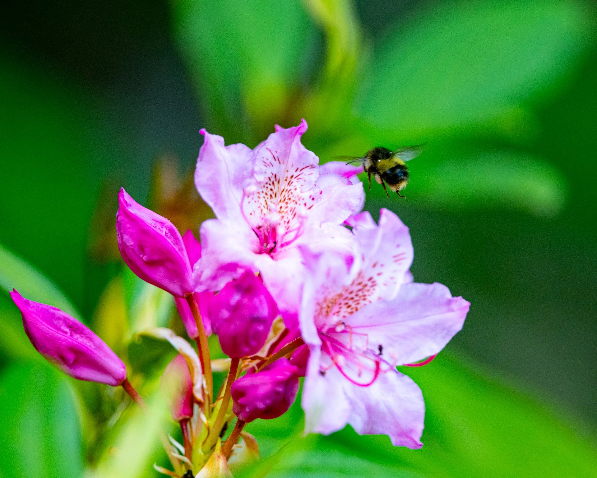 Bumble Bee & Rhododendron Flower